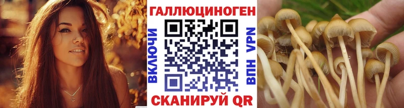 Купить где  Ирбит  Псилоцибиновые грибы Psilocybine cubensis 